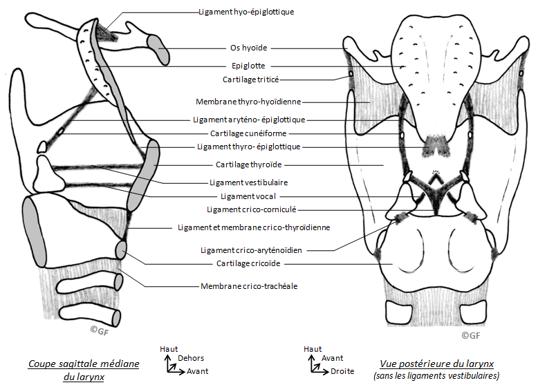 Cartilage larynx  Larynx11