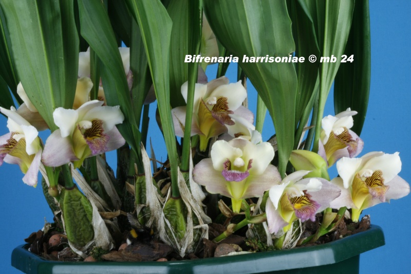 Bifrenaria harrisoniae Bifren11