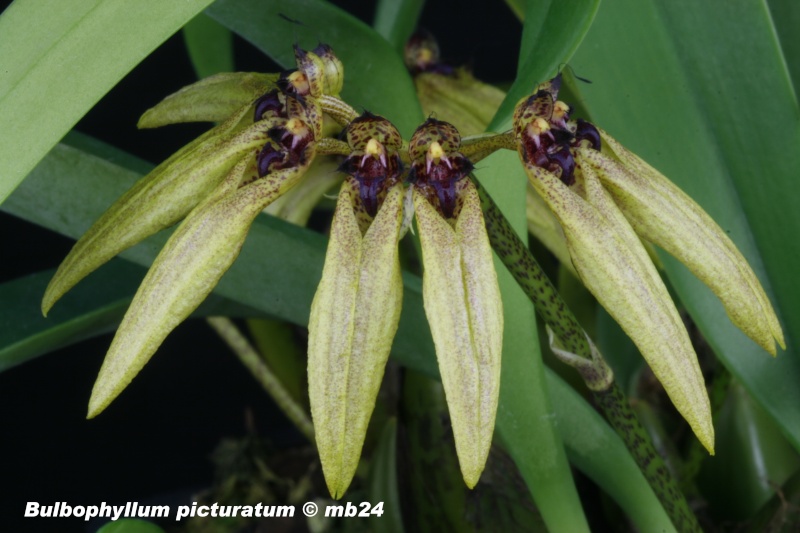 Bulbophyllum picturatum Bulbop11