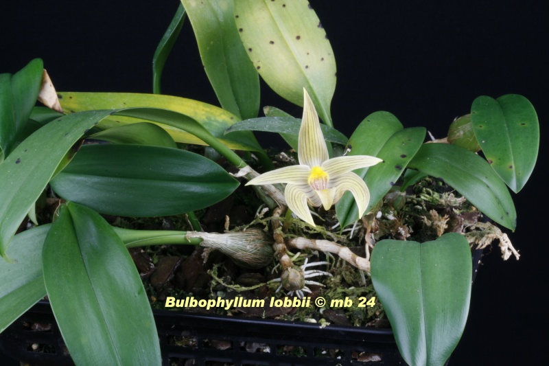 Bulbophyllum lobbii Bulbop13