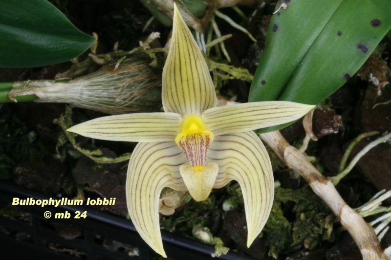 Bulbophyllum lobbii Bulbop14