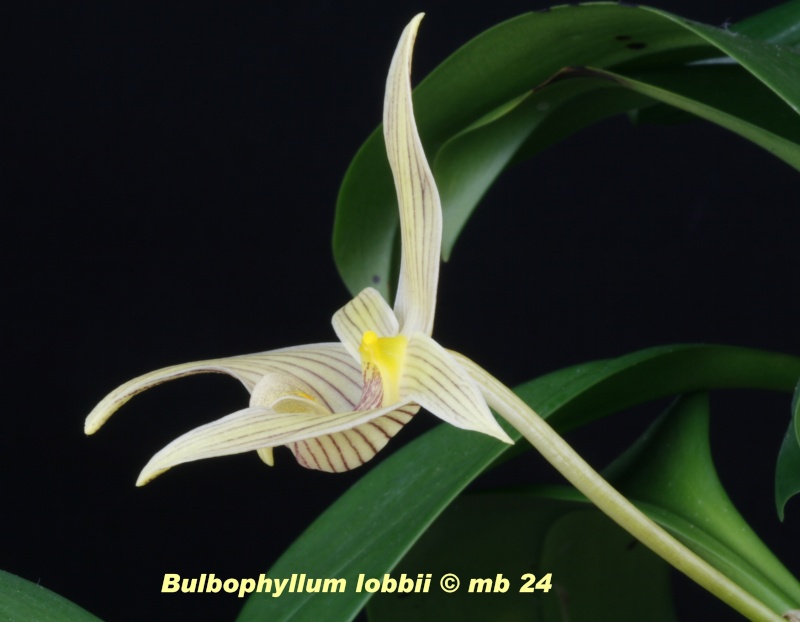 Bulbophyllum lobbii Bulbop15