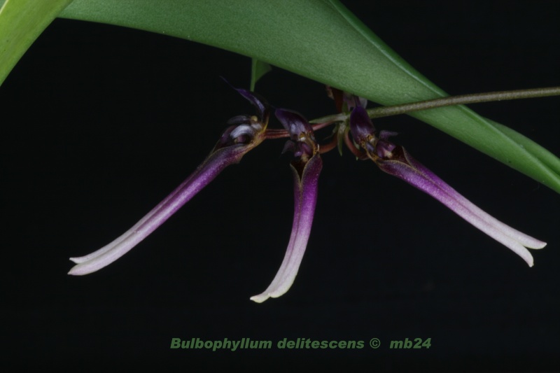 Bulbophyllum delitescens Bulbop18
