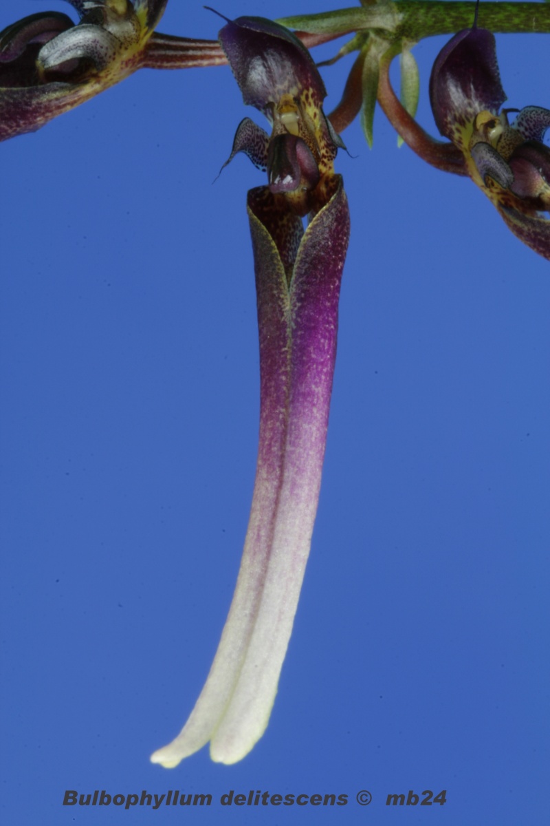 Bulbophyllum delitescens Bulbop19
