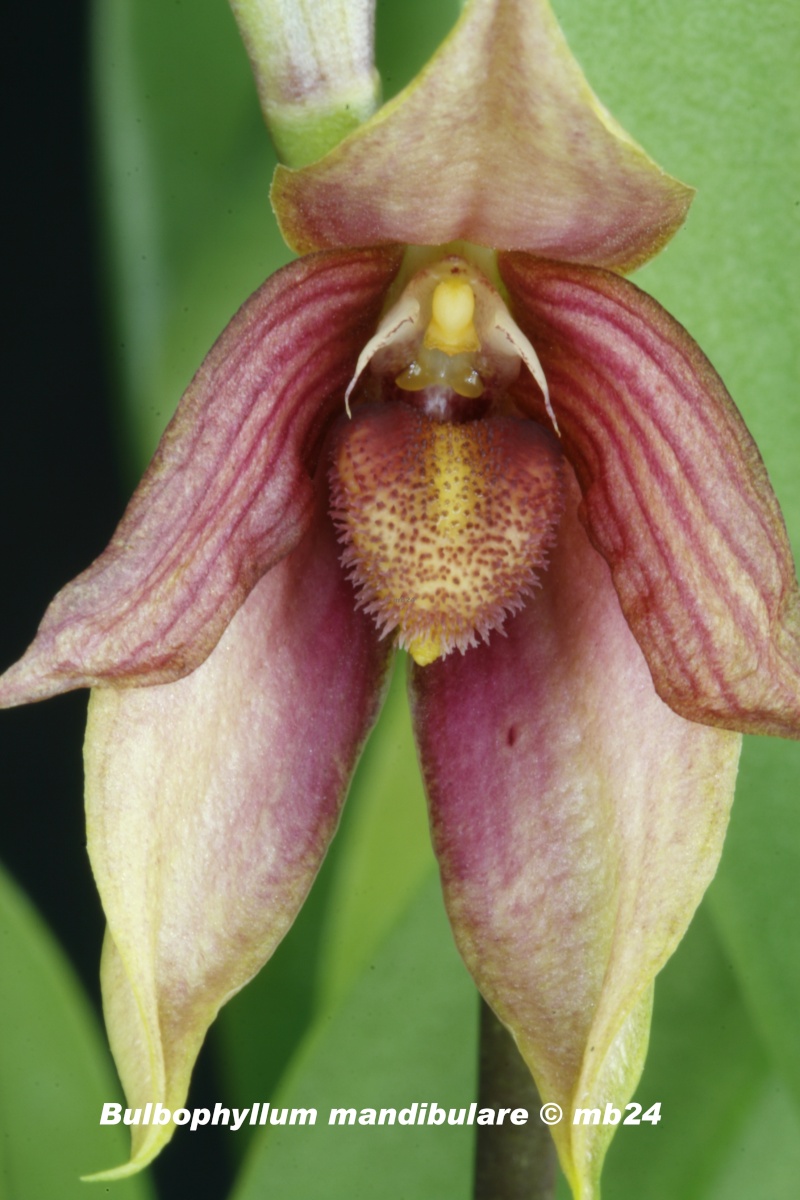 Bulbophyllum mandibulare Bulbop21