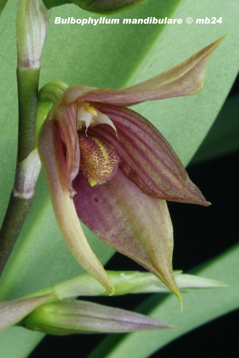 Bulbophyllum mandibulare Bulbop22