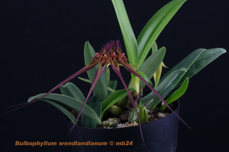 Bulbophyllum wendlandianum Bulbop24