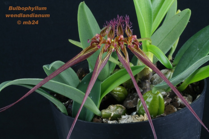 Bulbophyllum wendlandianum Bulbop25