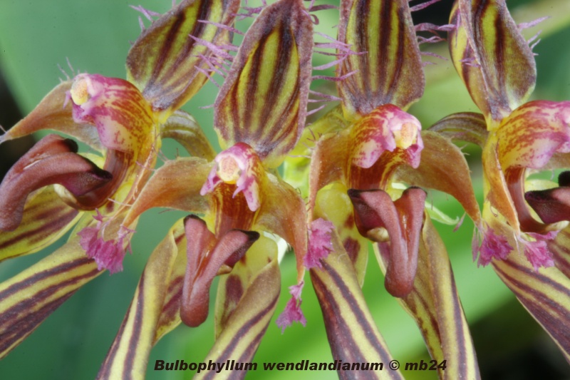Bulbophyllum wendlandianum Bulbop26