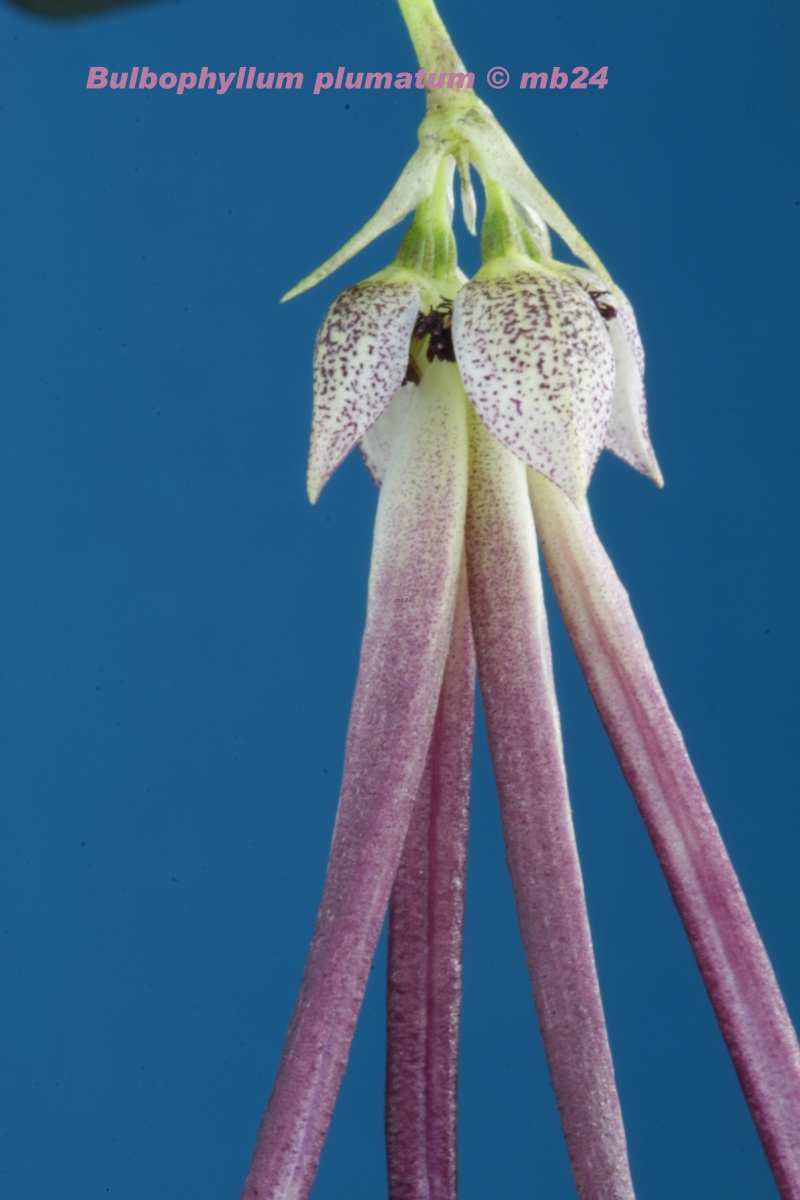 Bulbophyllum plumatum Bulbop32