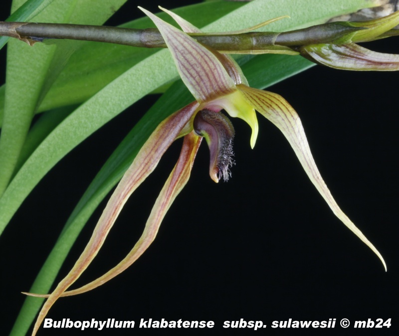 Bulbophyllum klabatense subsp. sulawesii Bulbop34