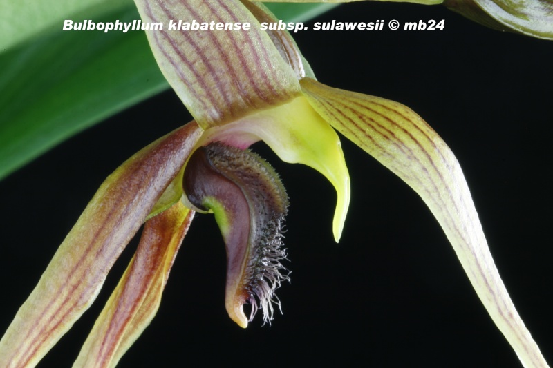 Bulbophyllum klabatense subsp. sulawesii Bulbop35