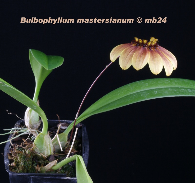 Bulbophyllum mastersianum Bulbop40