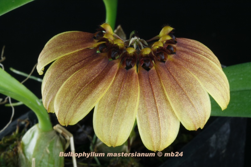 Bulbophyllum mastersianum Bulbop41
