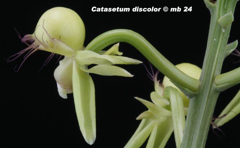 Catasetum discolor Catase16