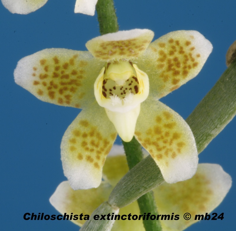 Chiloschista extinctoriformis Chilos14