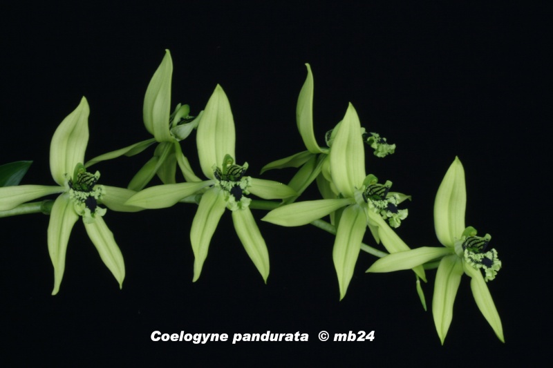 Coelogyne pandurata Coelog13