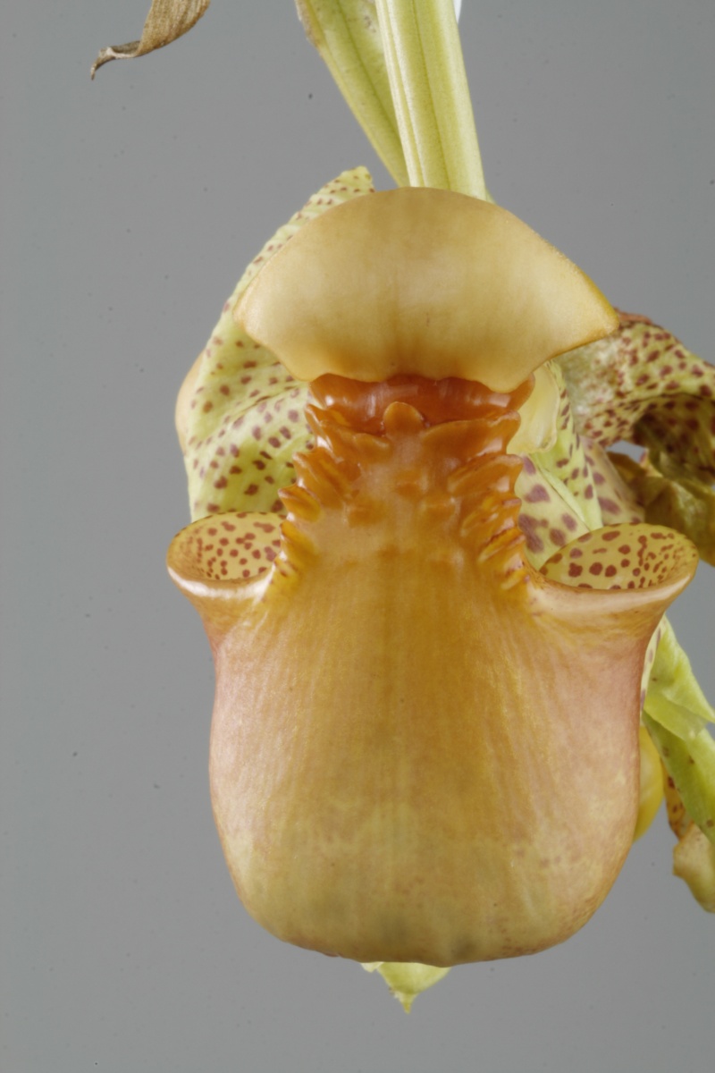 Coryanthes macrantha Coryan26