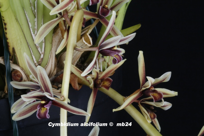 Cymbidium aloifolium Cymbid15