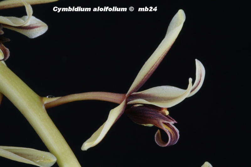 Cymbidium aloifolium Cymbid16