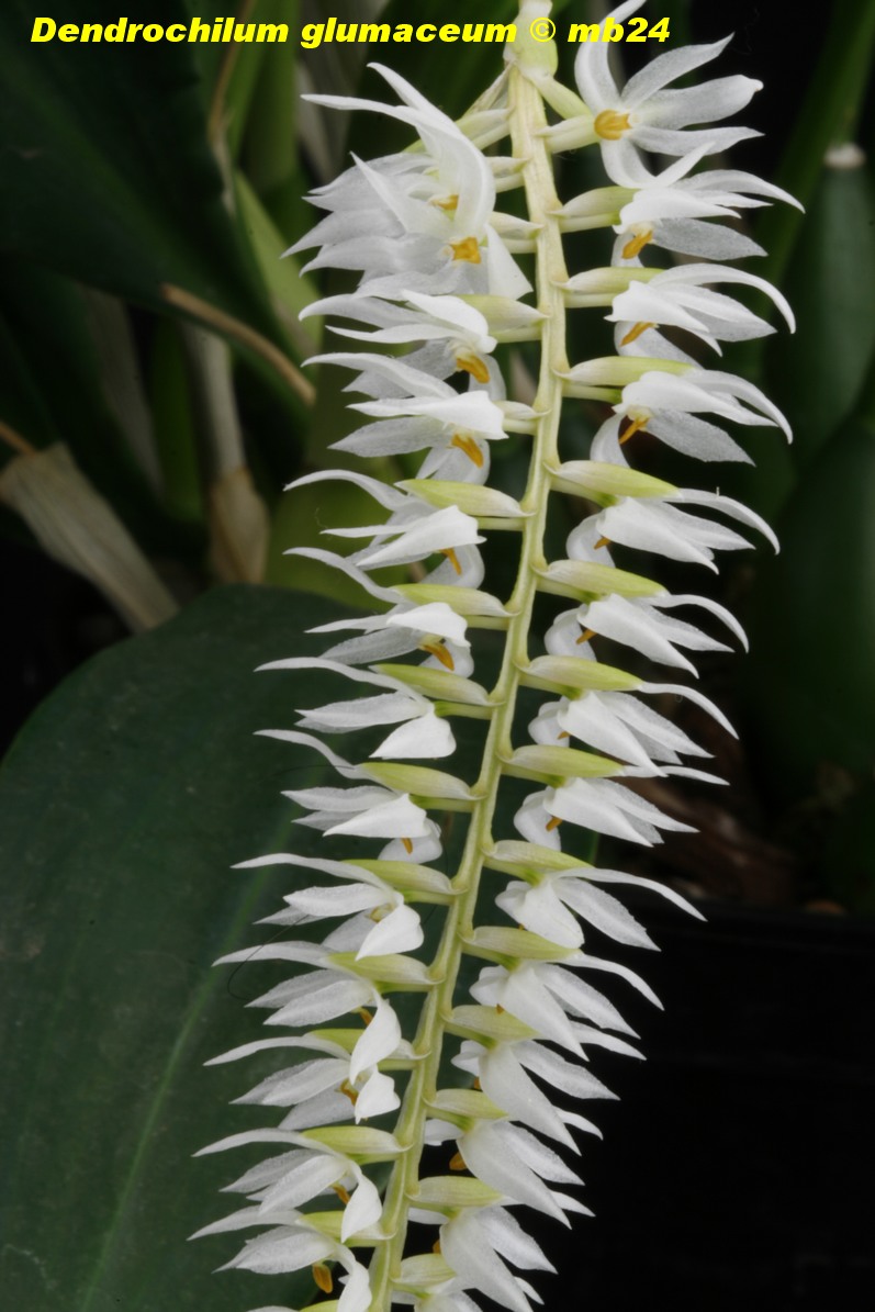 Dendrochilum glumaceum Dendro10