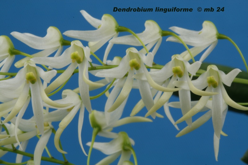Dendrobium linguiforme Dendro13