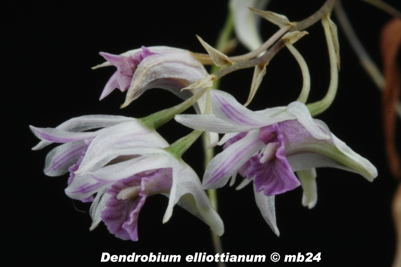 Dendrobium elliottianum Dendro17