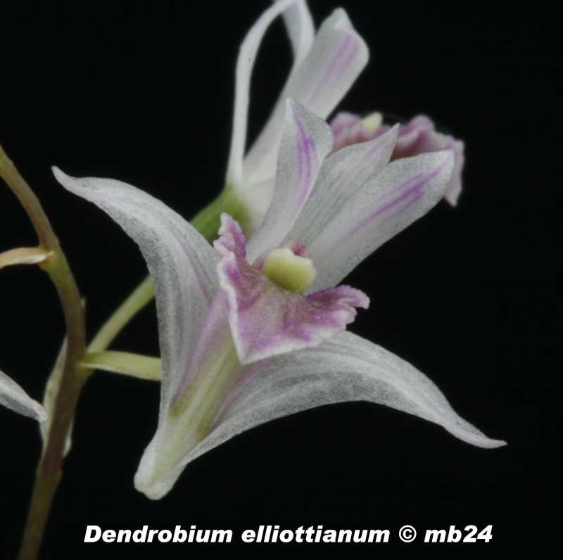 Dendrobium elliottianum Dendro18