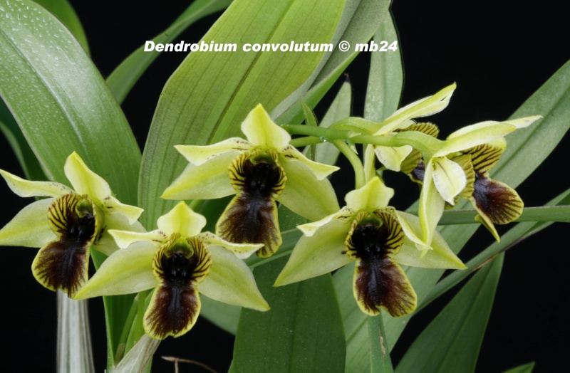 Dendrobium convolutum Dendro19