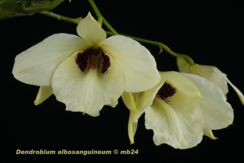 Dendrobium albosanguineum Dendro26