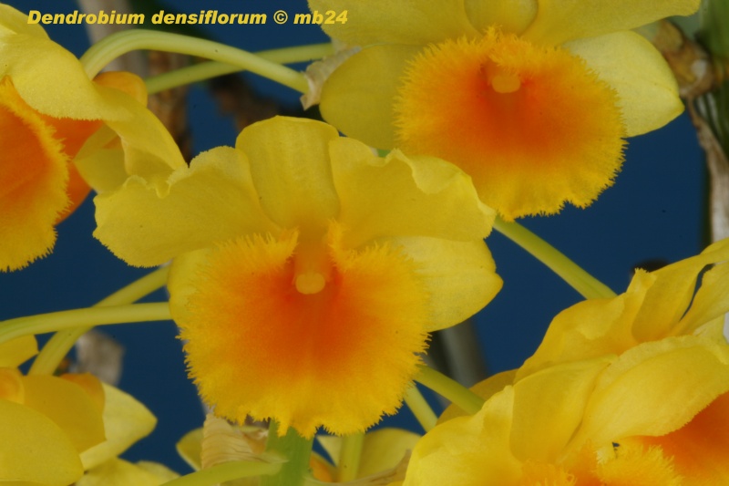 Dendrobium densiflorum Dendro32
