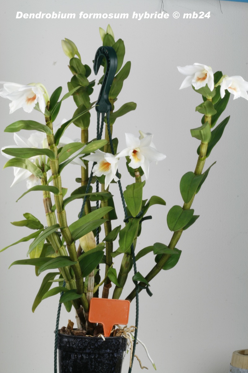 Dendrobium formosum (hybride) Dendro33