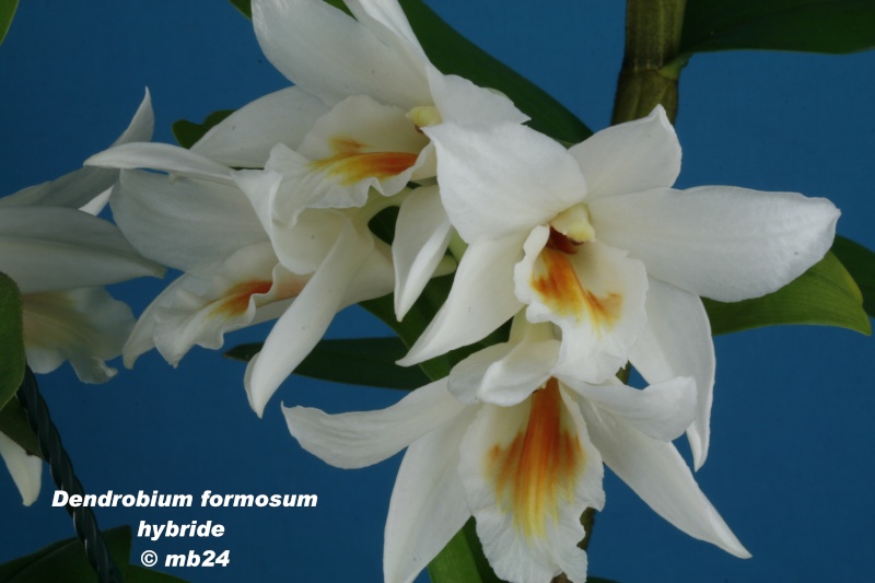Dendrobium formosum (hybride) Dendro34