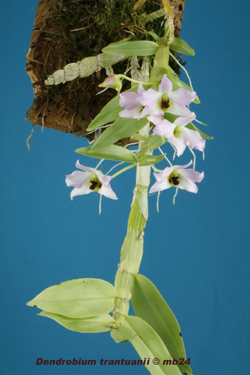 Dendrobium trantuanii Dendro40