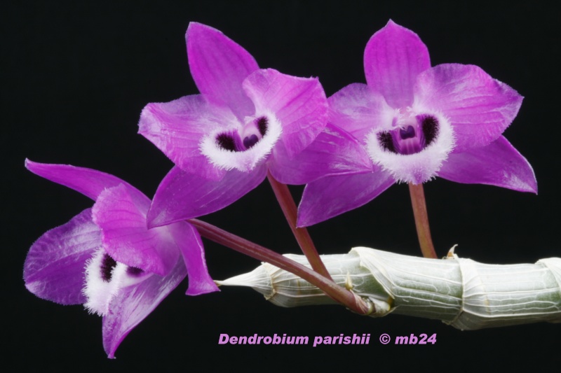Dendrobium parishii Dendro47