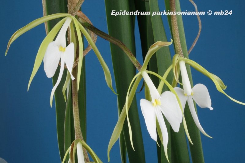 Epidendrum parkinsonianum Epiden15
