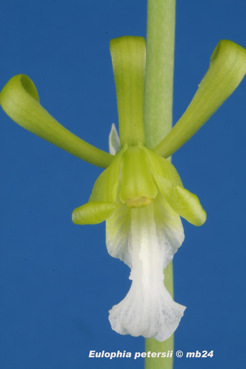 Eulophia petersii Euloph14