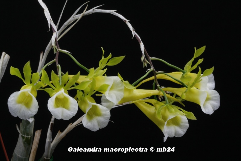 Galeandra macroplectra Galean10