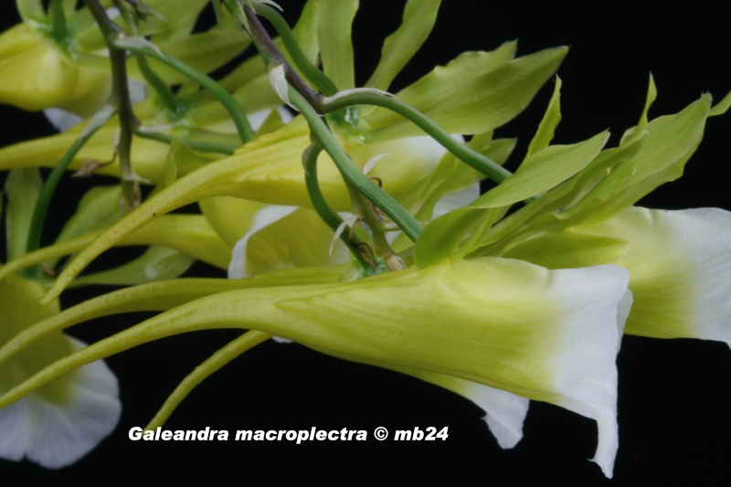 Galeandra macroplectra Galean12
