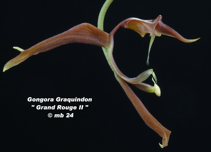 Gongora Graquindon Gongor28