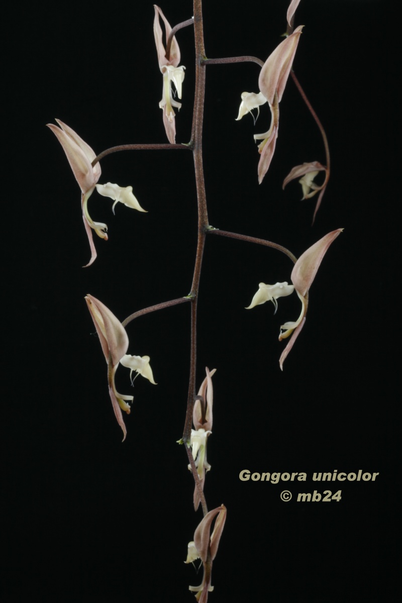 Gongora unicolor Gongor48