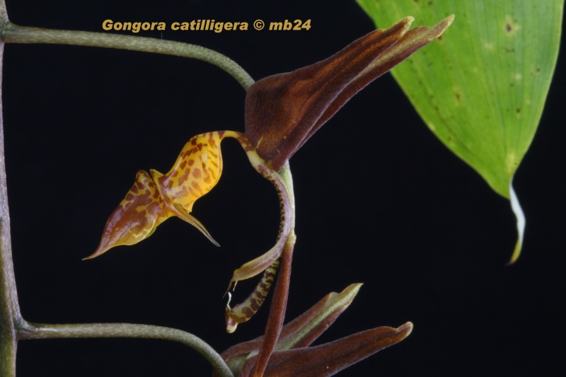 Gongora catilligera Gongor57