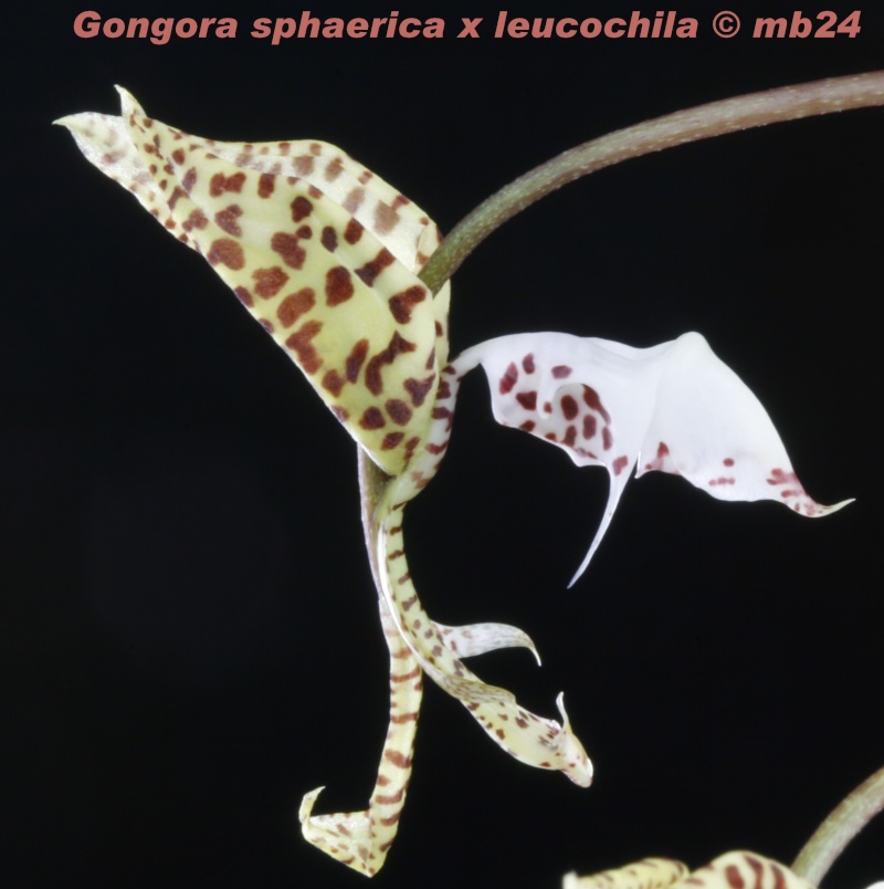 Gongora sphaerica x leucochila Gongor95