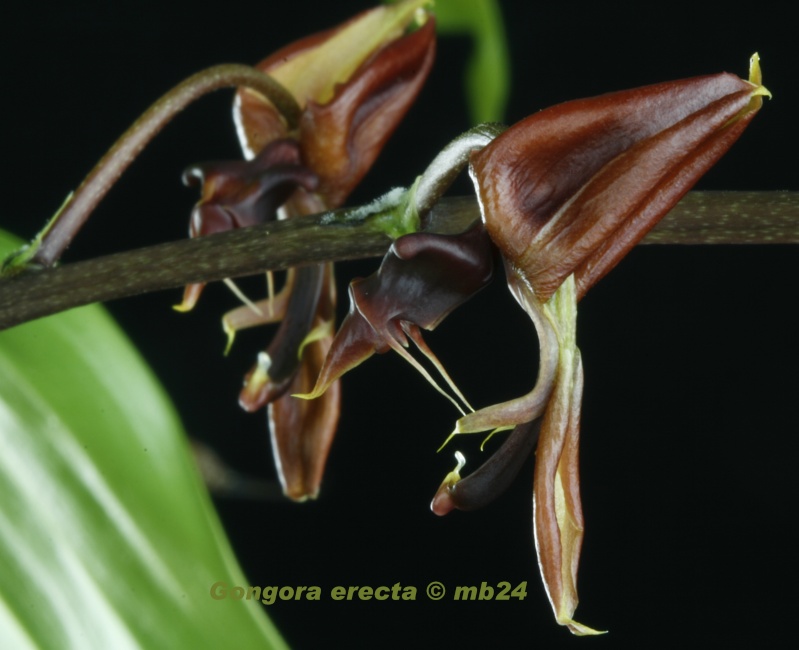 Gongora erecta Gongor98