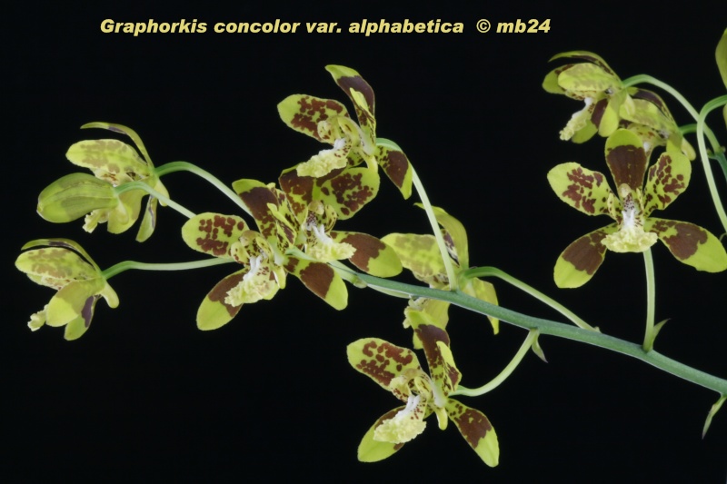 Graphorkis concolor var alphabetica Grapho11