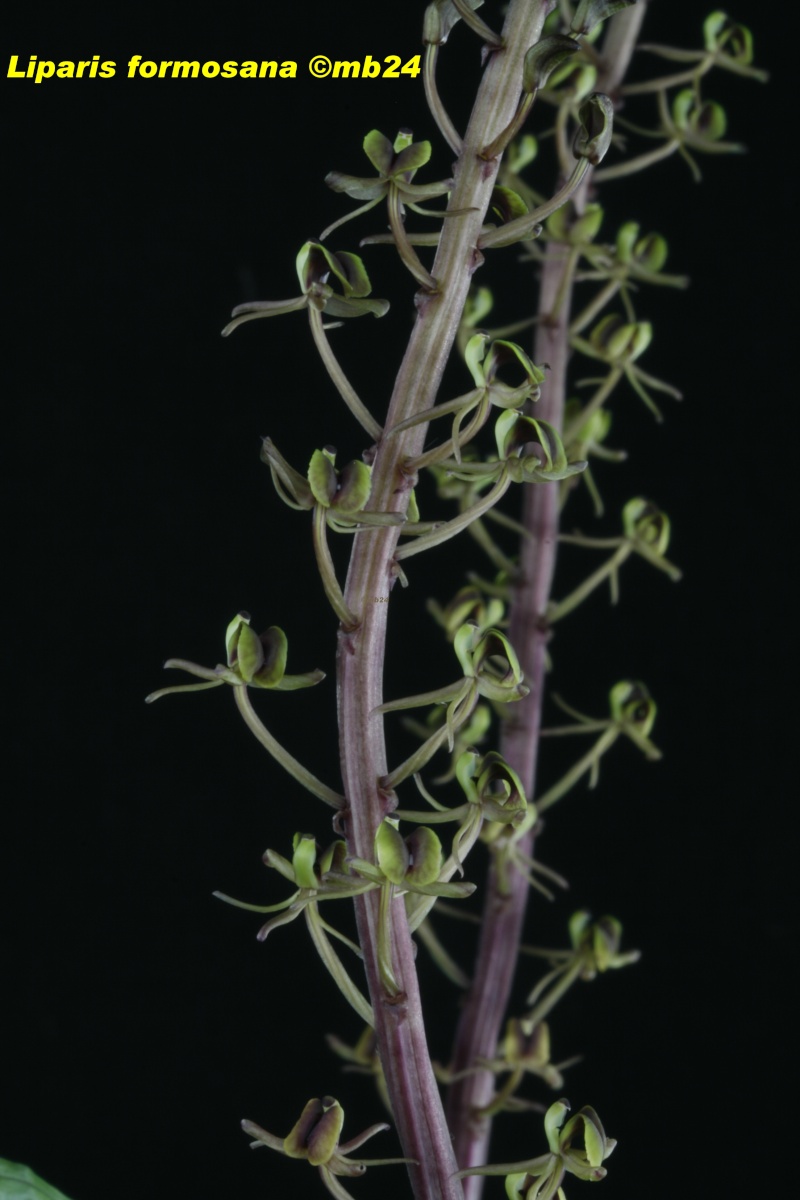 Liparis formosana Lipari12