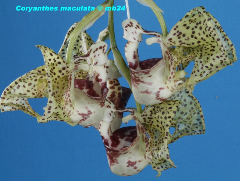 Coryanthes maculata Macula11