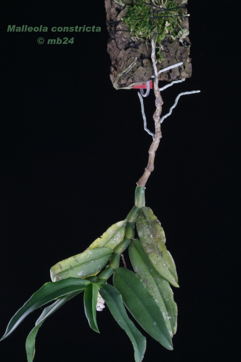 Malleola constricta Malleo10