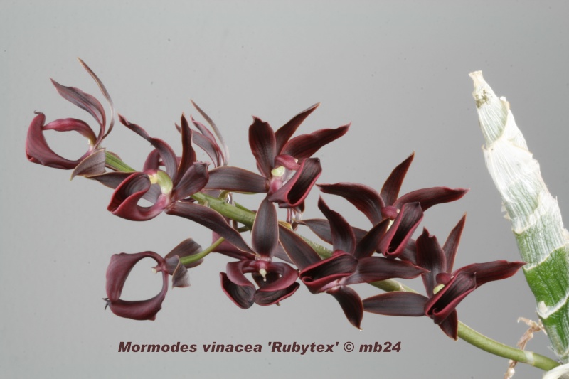 Mormodes vinacea 'Rubytex' Mormod14