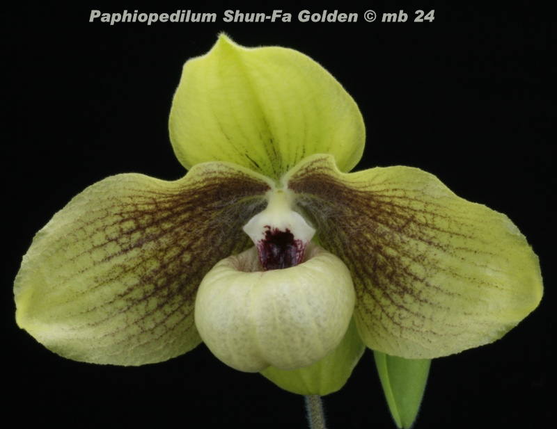 Paphiopedilum Shun-Fa Golden  (malipoense x hangianum) Paphio11